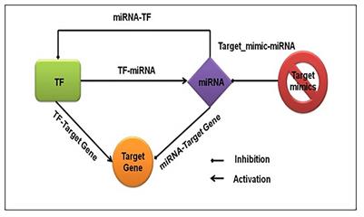 Frontiers | Abiotic Stress-Responsive MiRNA And Transcription Factor ...